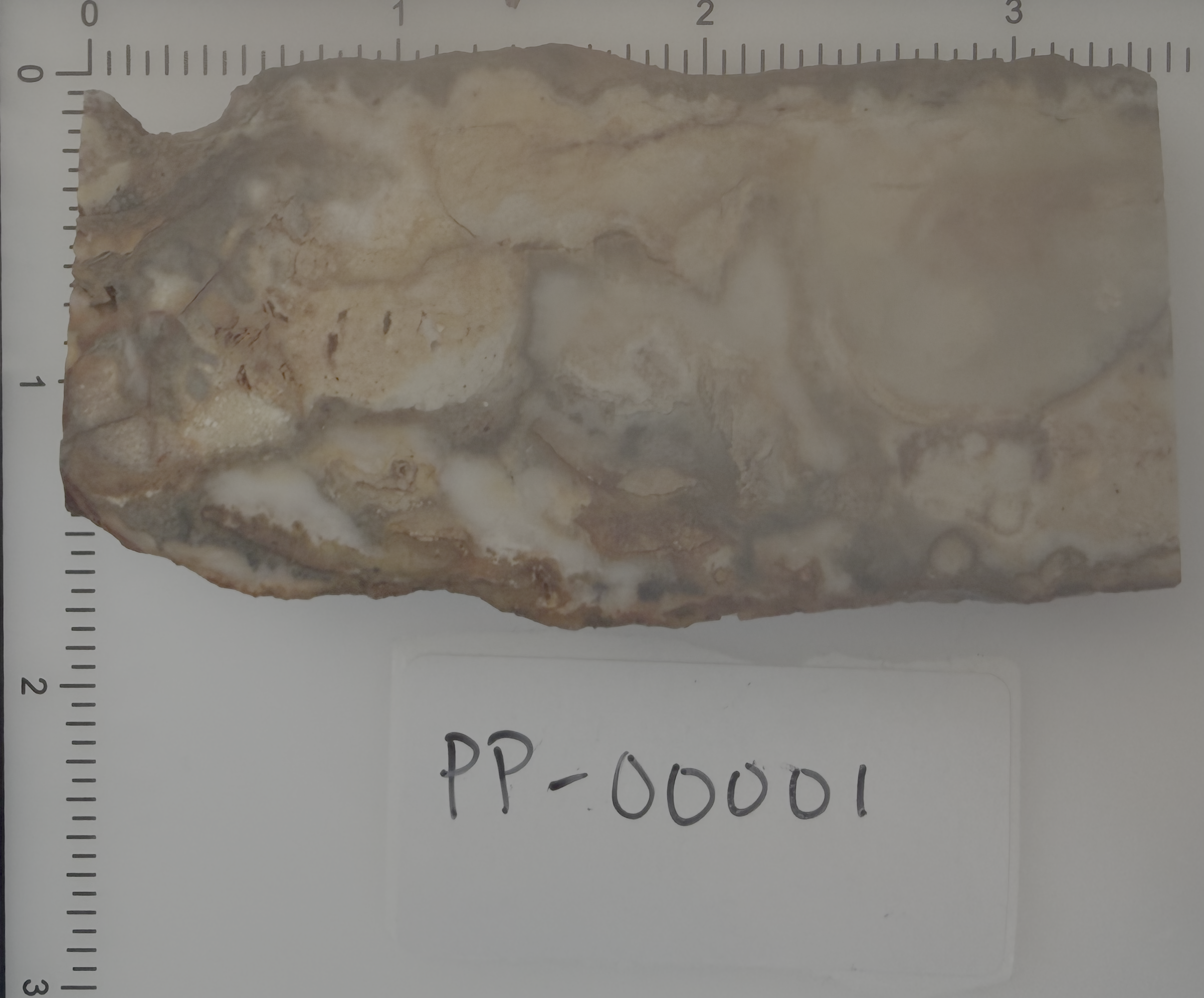 Graveyard Point Chalcedony Slab 3.25x1.75" 3/8" Thick Owyhee Oregon PP-00001