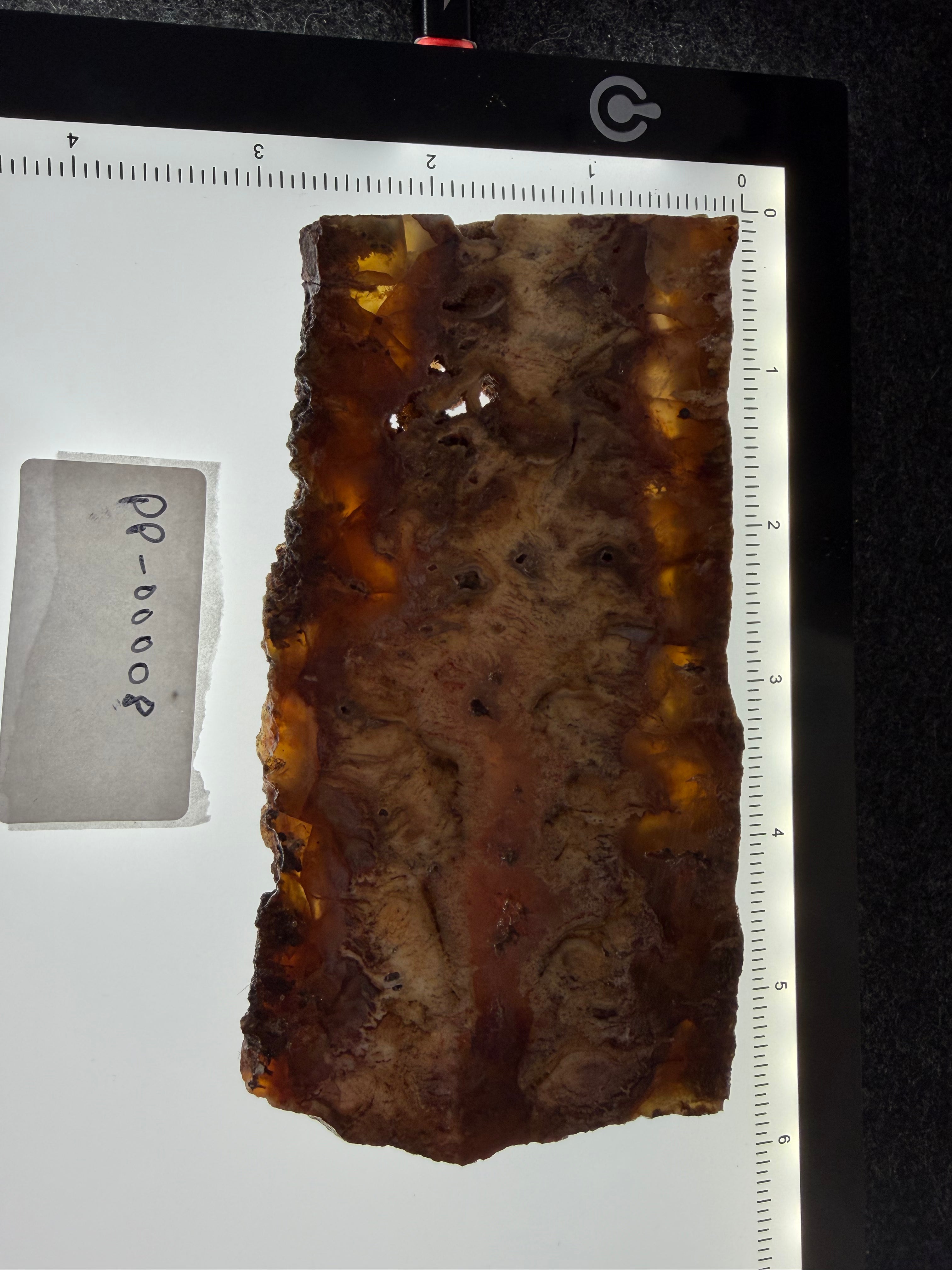 Graveyard Point Plume Agate Slab 5" x 2.25" x 3/8" - 8.666 oz  — PP-00008